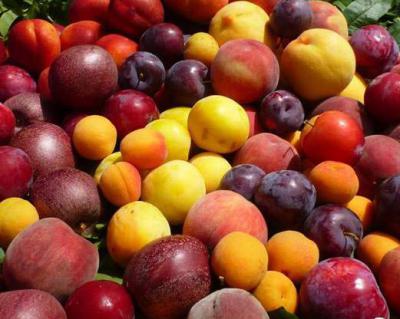 桃子、李子、杏子加工生产线